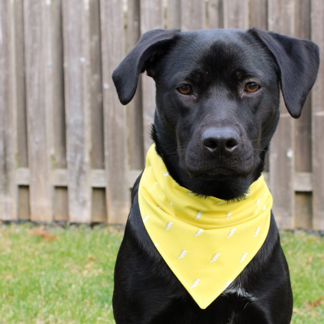 spring freebie: dog collar bandana