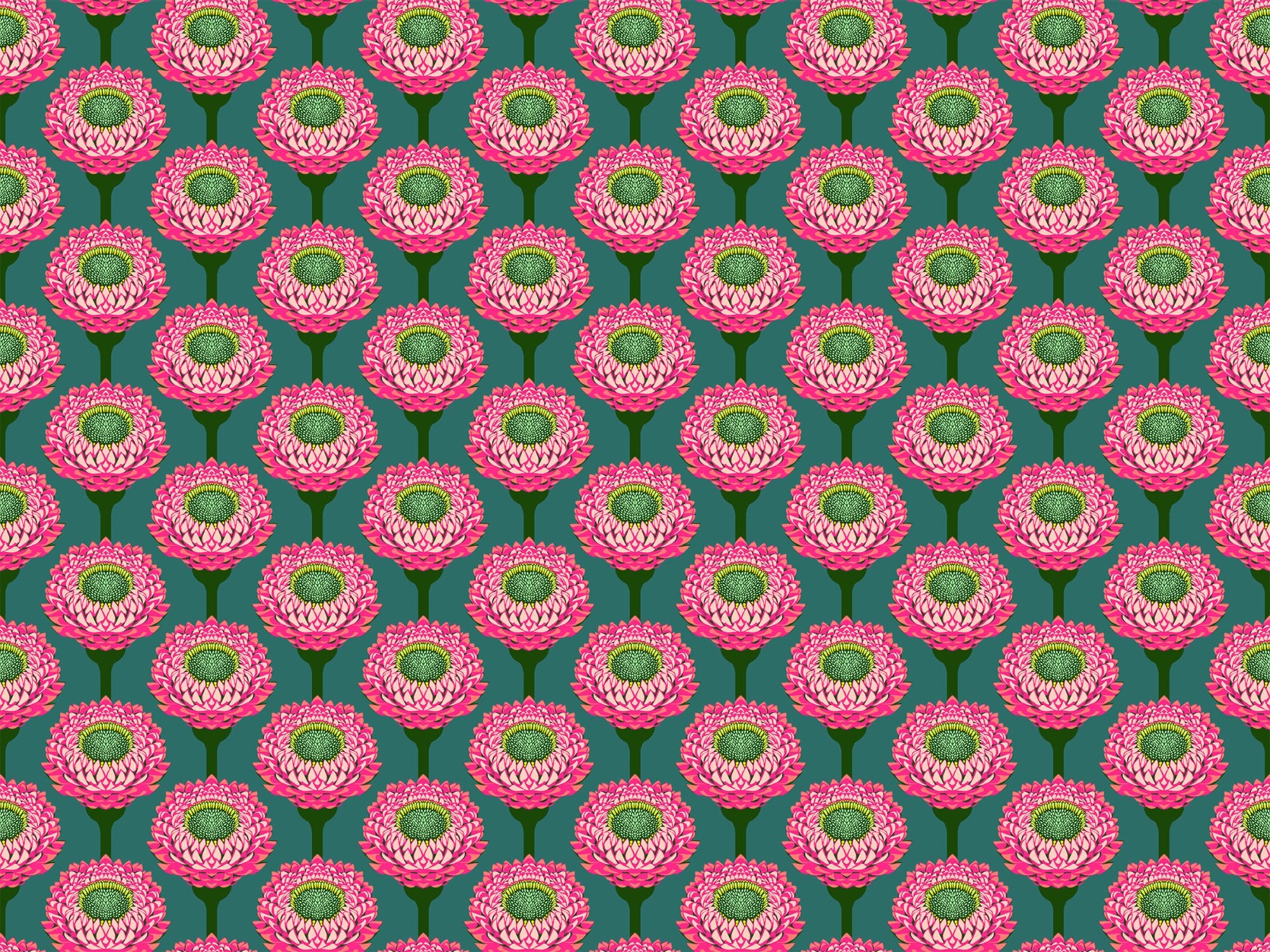 Iconic - Strawflower - Bursting